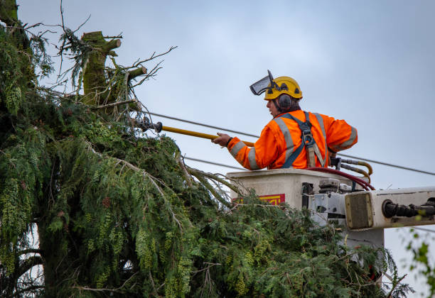 How Our Tree Care Process Works  in  Nokomis, IL